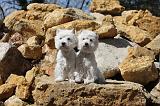 WESTIE 011